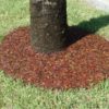 Rubber Mulch Tree Ring