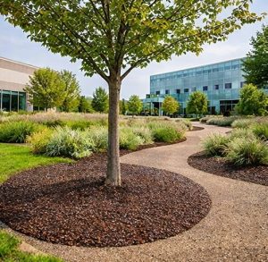 Tree Ring with Mulch